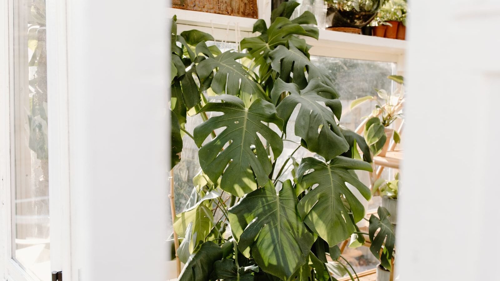 Healthy monstera plant with split leaves beside a bright window