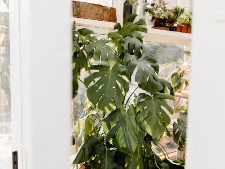 Monstera Care: Light, Water and Fixing Yellow Leaves