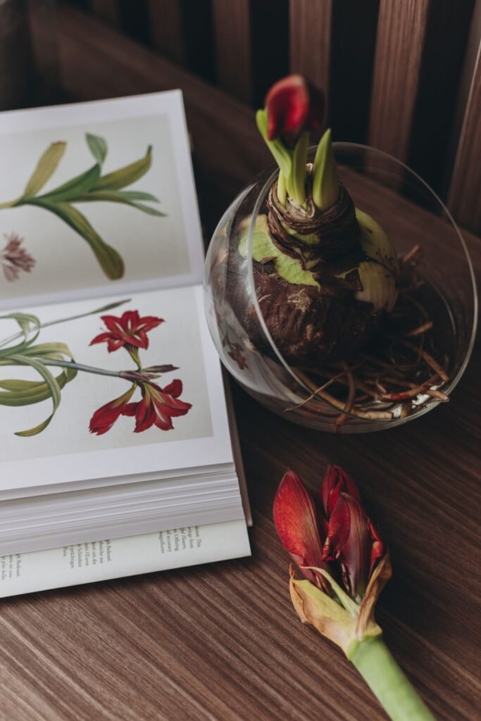 Choosing amaryllis bulbs