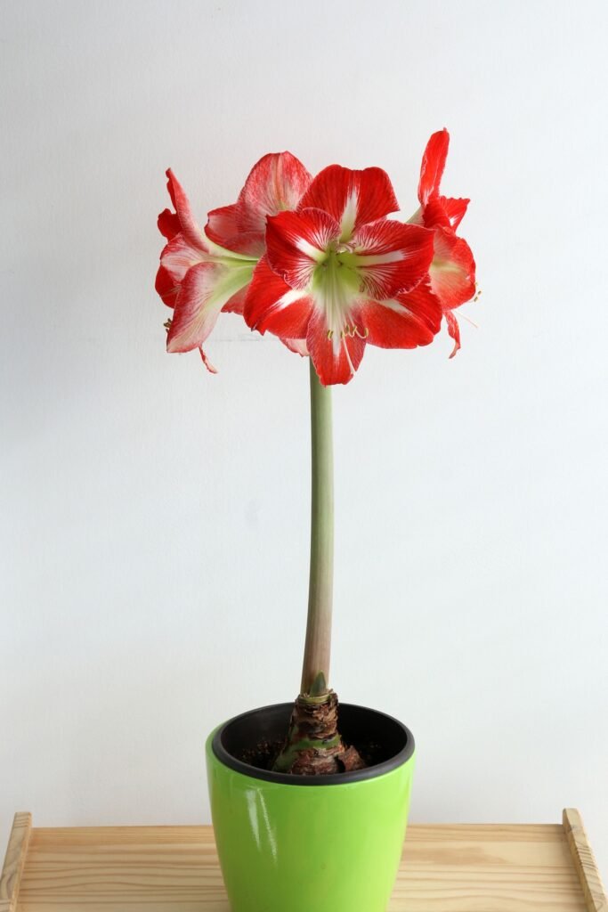 How to pot an amaryllis bulb