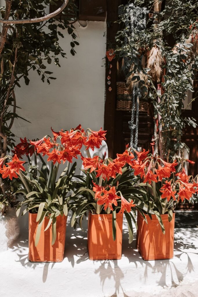 Summer: grow the leaves outdoors