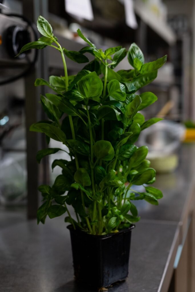 Basil