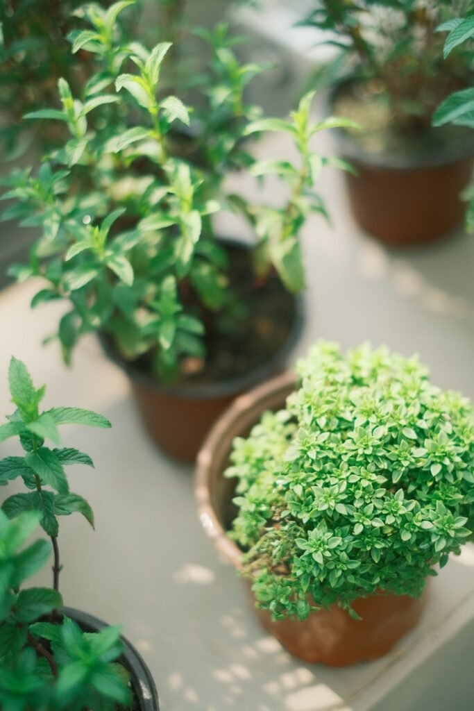 The easiest herbs to grow indoors