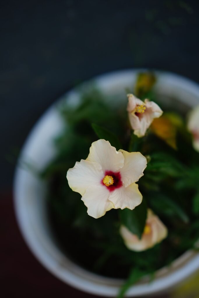 Tropical hibiscus