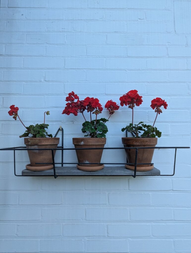 How to overwinter geraniums dormant