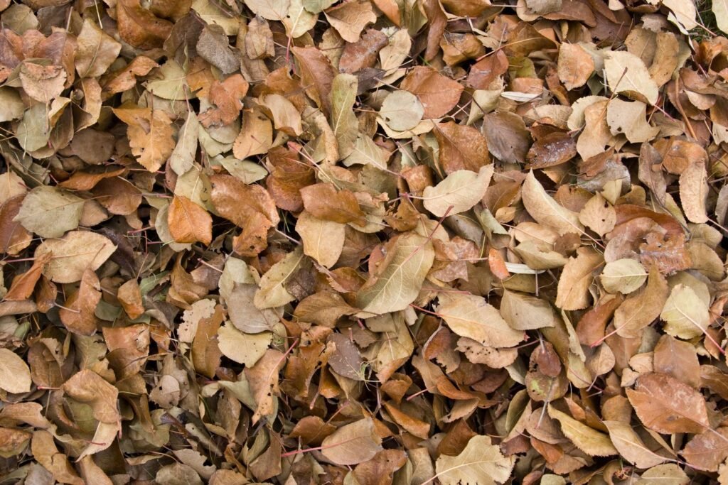 Step 3: Use your leaves instead of bagging them