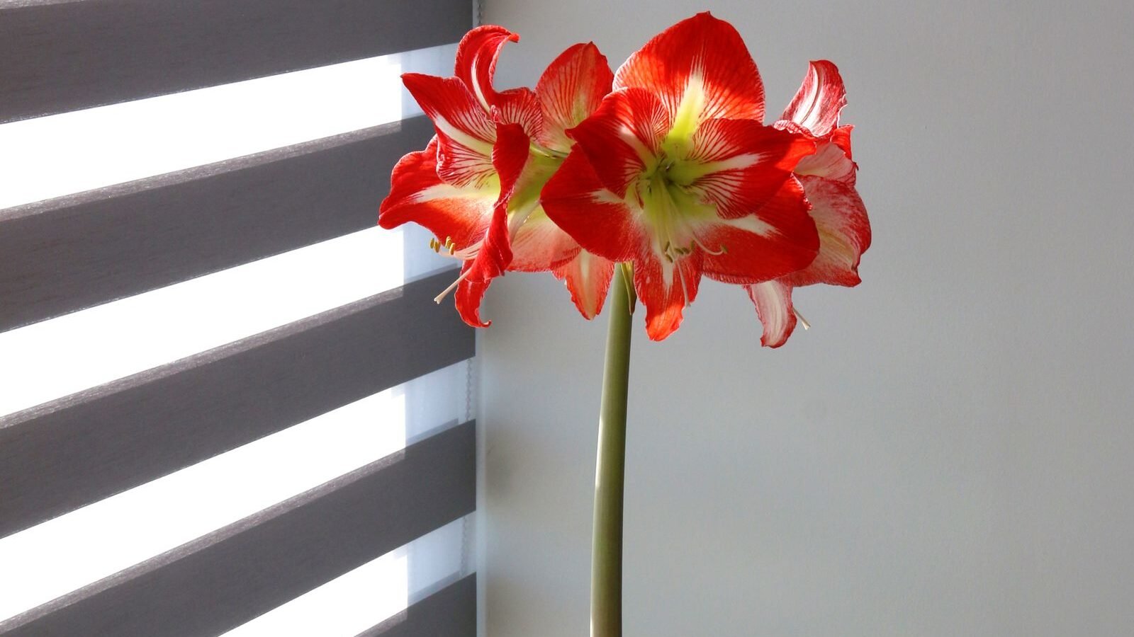 Red amaryllis in full bloom in a pot by a bright window