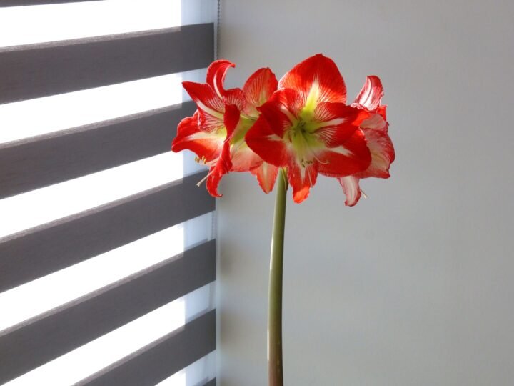 Flowers guides