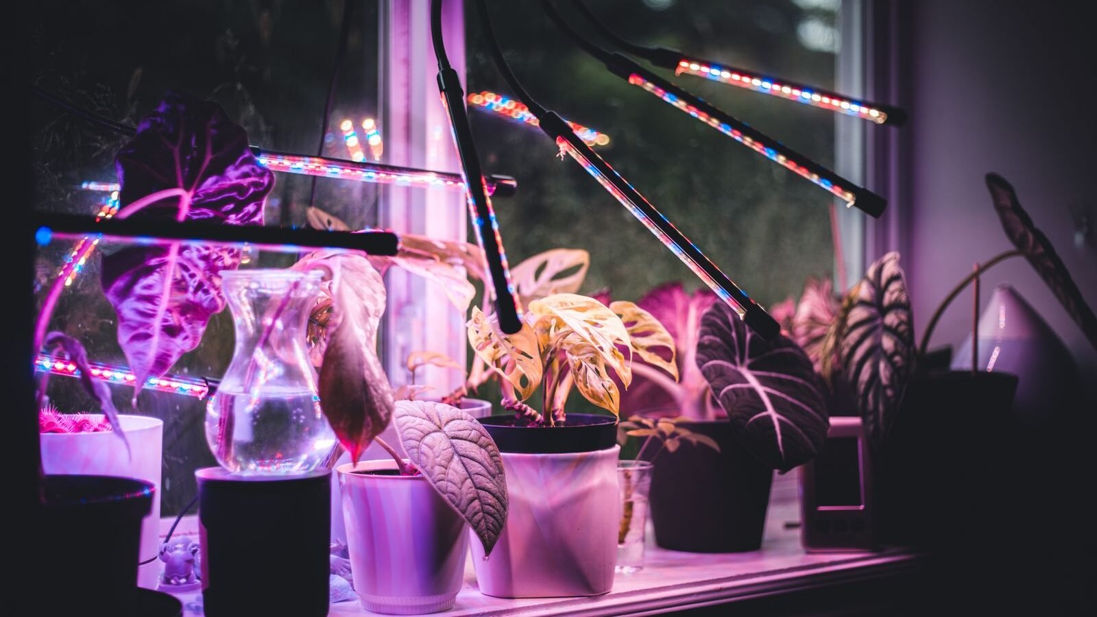 Houseplants on a windowsill growing under LED grow light bars