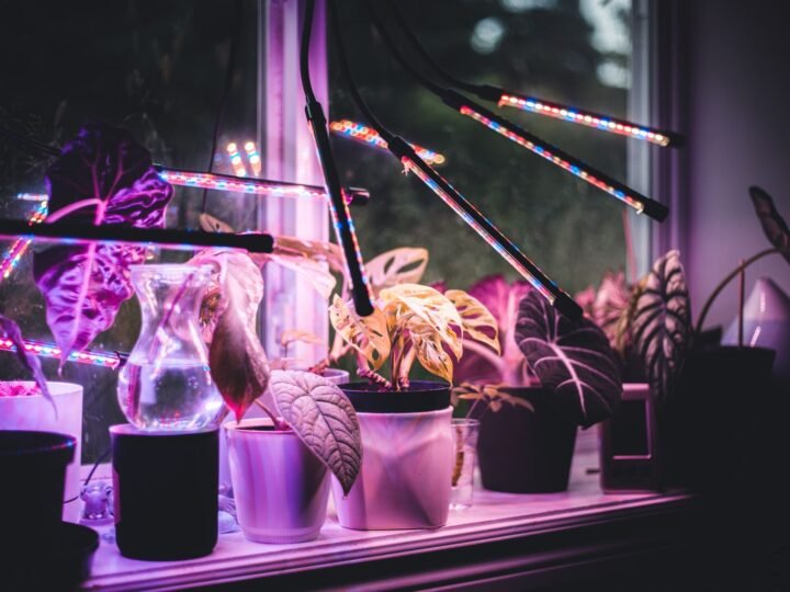 The 5 Best Grow Lights for Houseplants This Winter