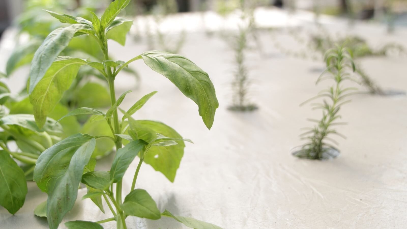 Basil growing in an indoor hydroponic herb garden