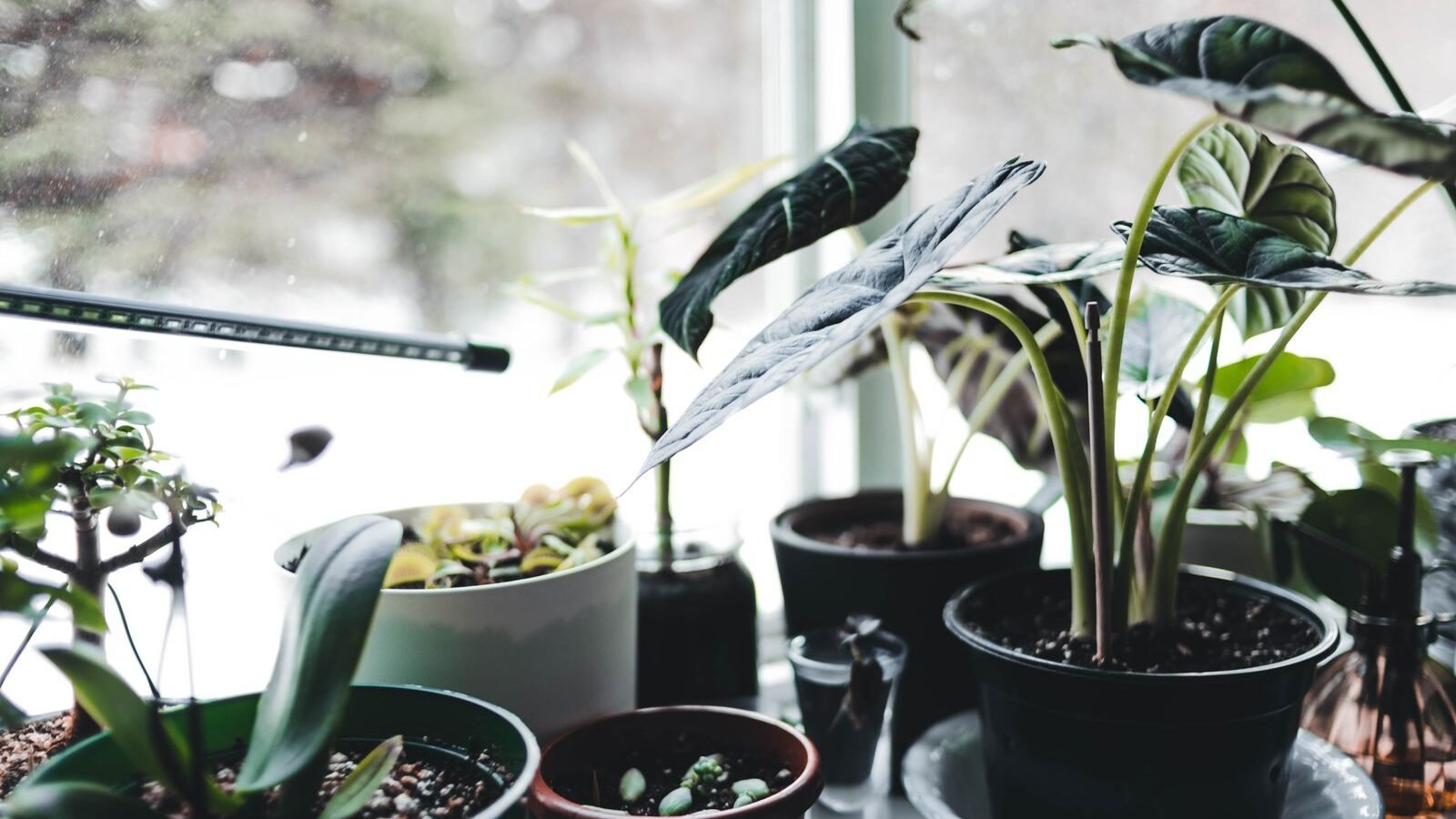 Potted houseplants on a bright windowsill after being brought indoors for winter