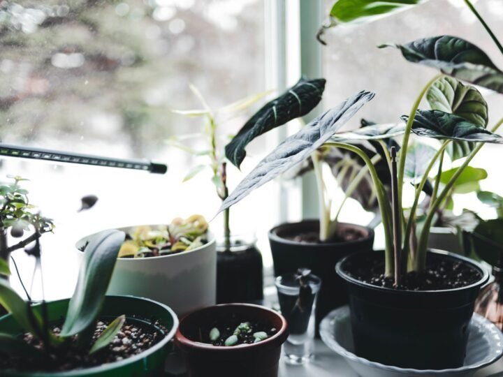 How to Bring Plants Indoors for Winter (Without Bugs or Leaf Drop)