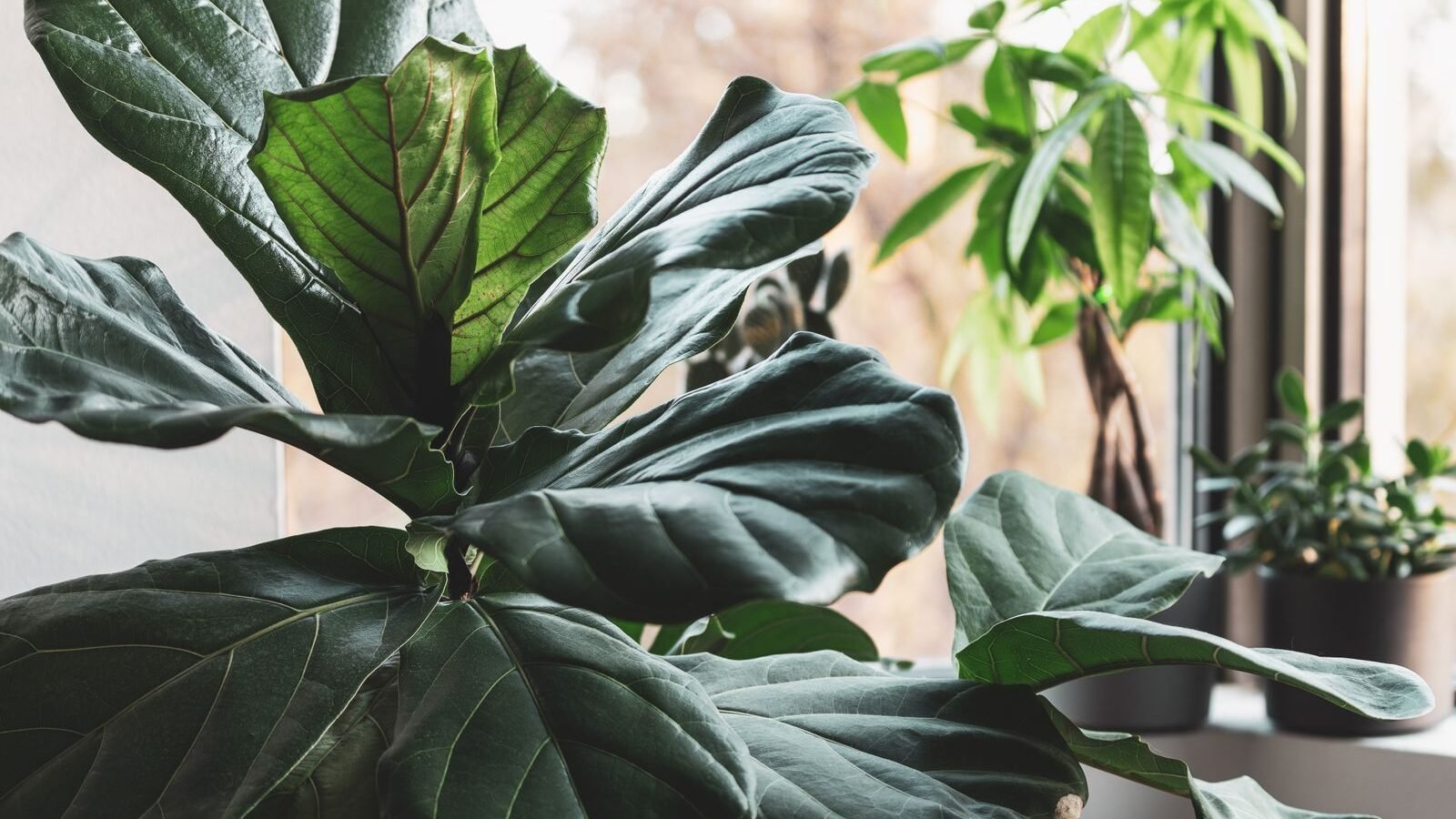 Fiddle leaf fig beside a sunny window with other houseplants