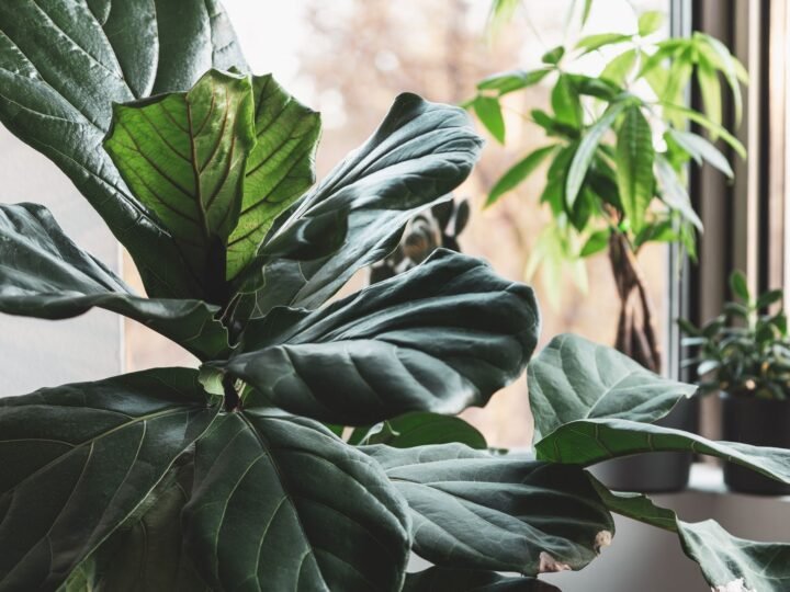 Fiddle Leaf Fig Dropping Leaves? 7 Causes and How to Fix Them