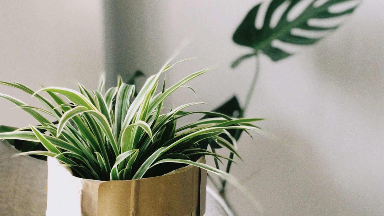 Potted houseplant wrapped in kraft paper as a gift
