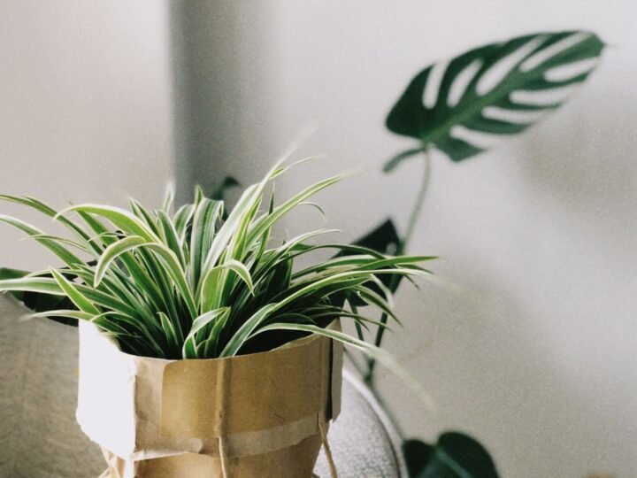 Plant Gifts guides