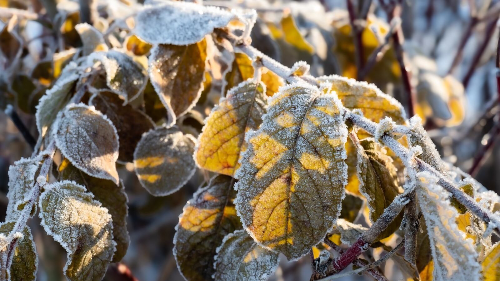 Frost-covered autumn leaves on a garden shrub in early morning sunlight