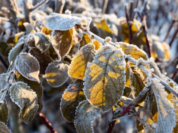 How to Protect Plants From Frost: 8 Simple Methods That Work