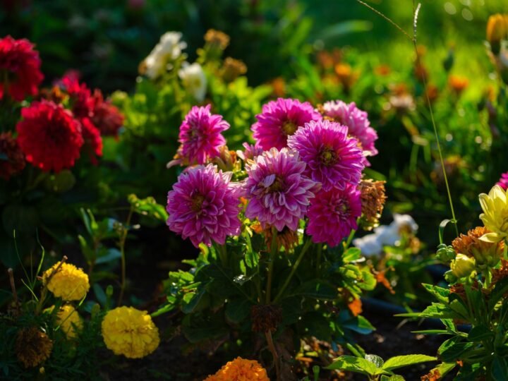 How to Store Dahlia Tubers for Winter (Without Rot)