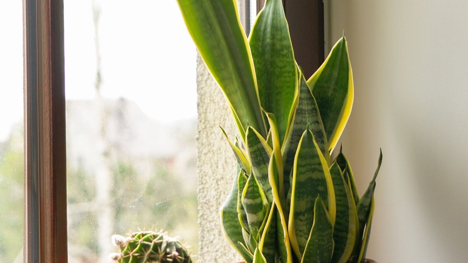 Snake plant in a terracotta pot on a sunny windowsill