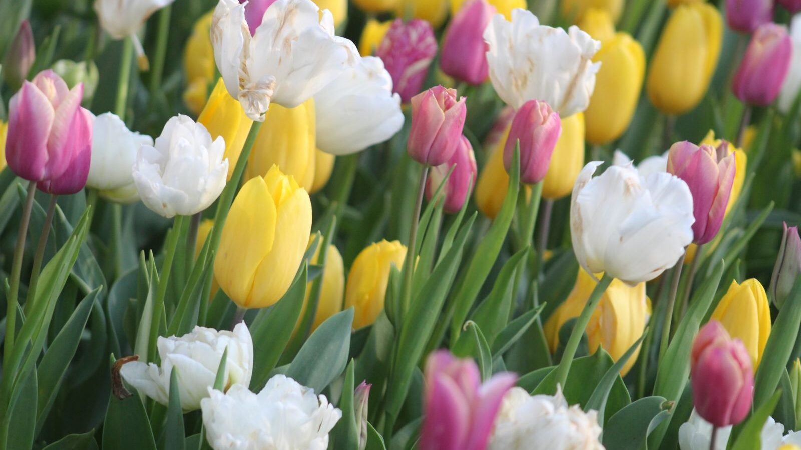 When to Plant Tulip Bulbs (by Zone) and How to Do It Right