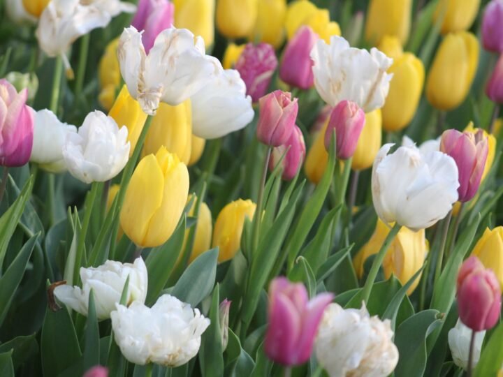 When to Plant Tulip Bulbs (by Zone) and How to Do It Right