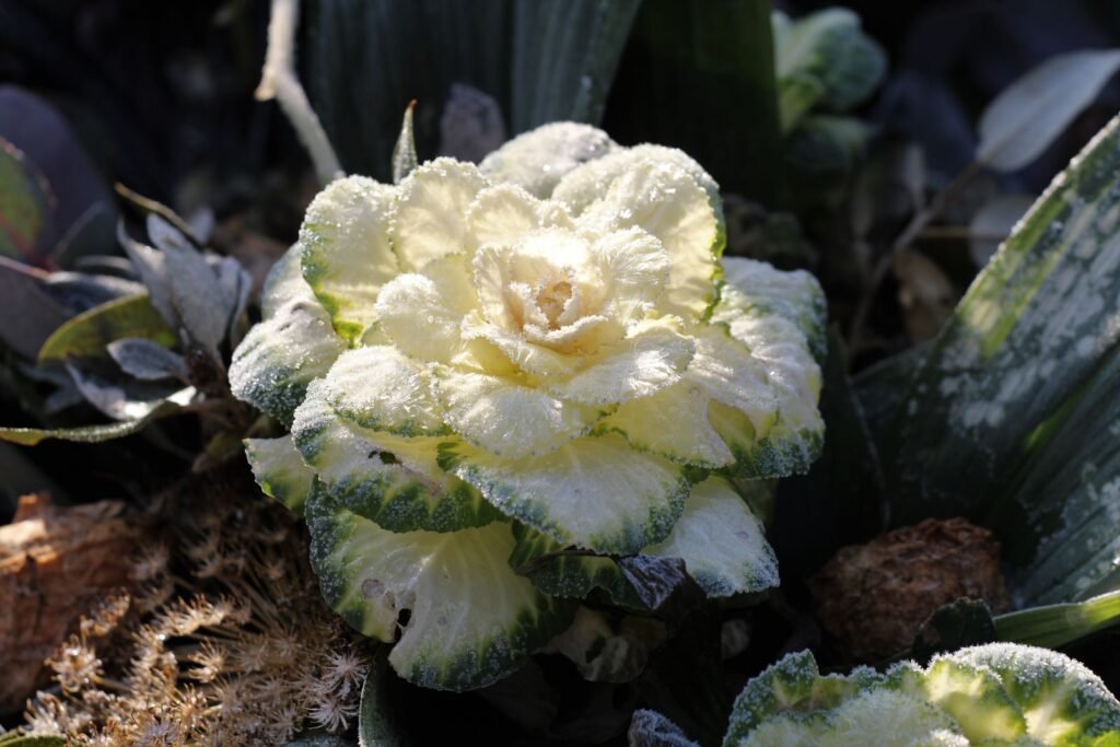 Which plants need protection (and which don't)