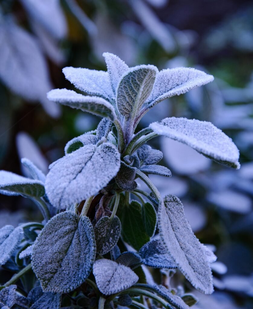What to do the morning after a frost