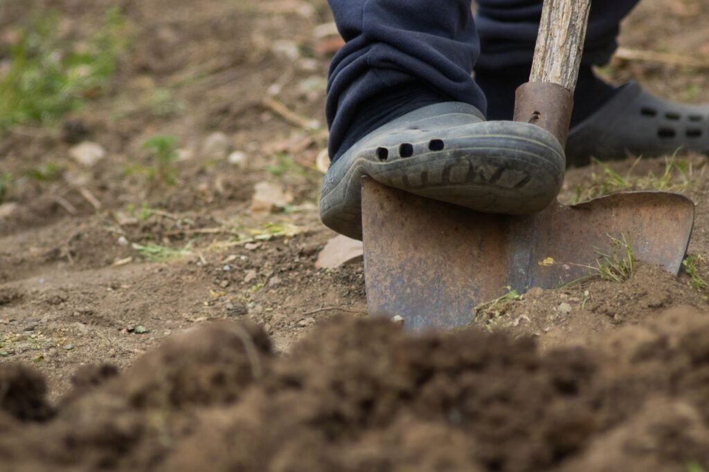 When to dig up dahlia tubers