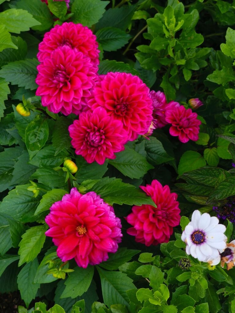 Getting dahlias ready for spring
