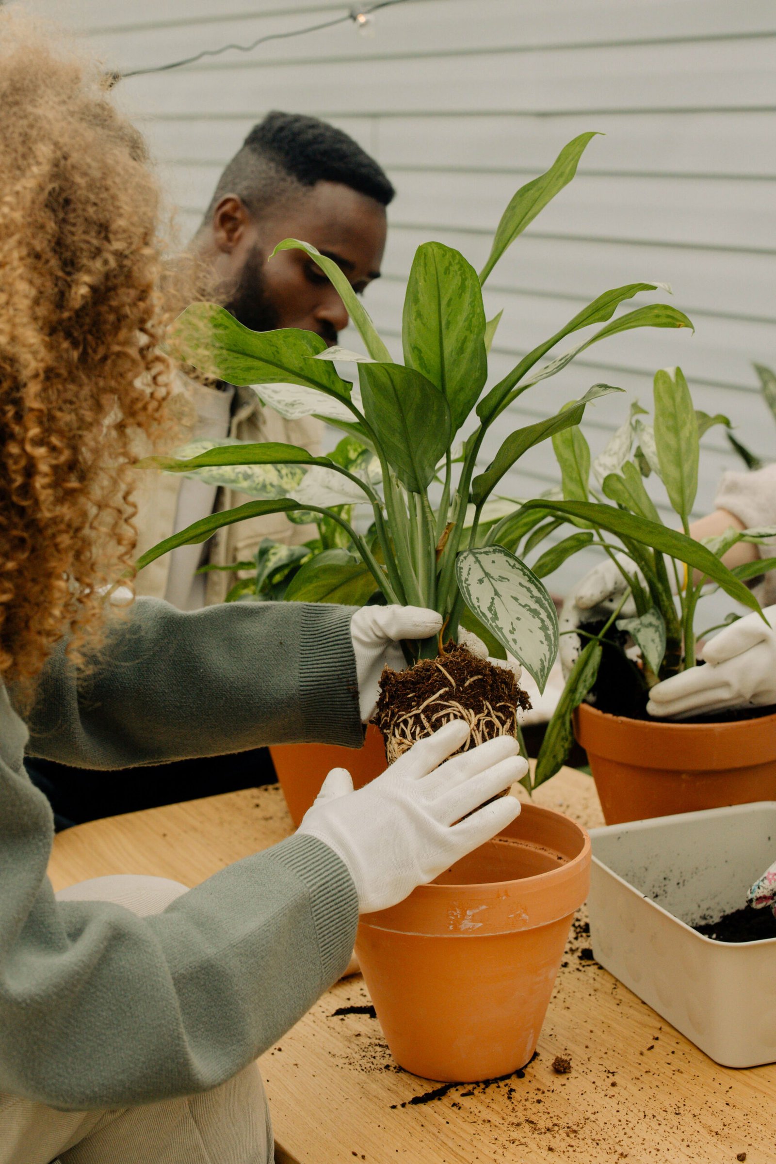 Two gardeners in white gloves repotting a houseplant into terracotta pots