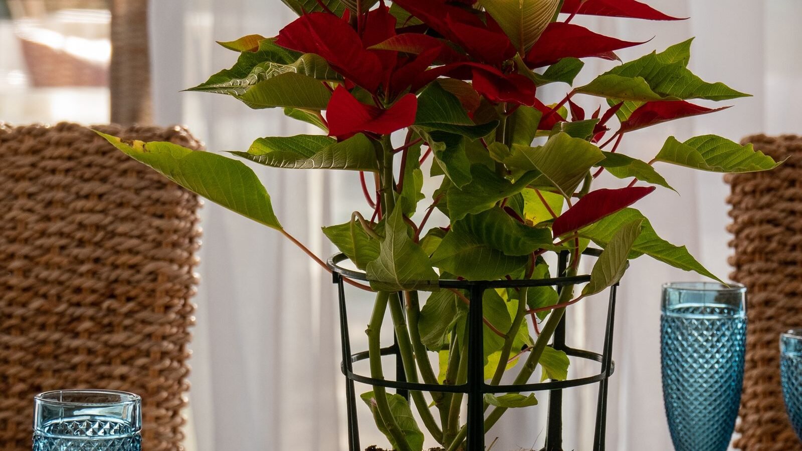Red poinsettia plant on a dining table at Christmas