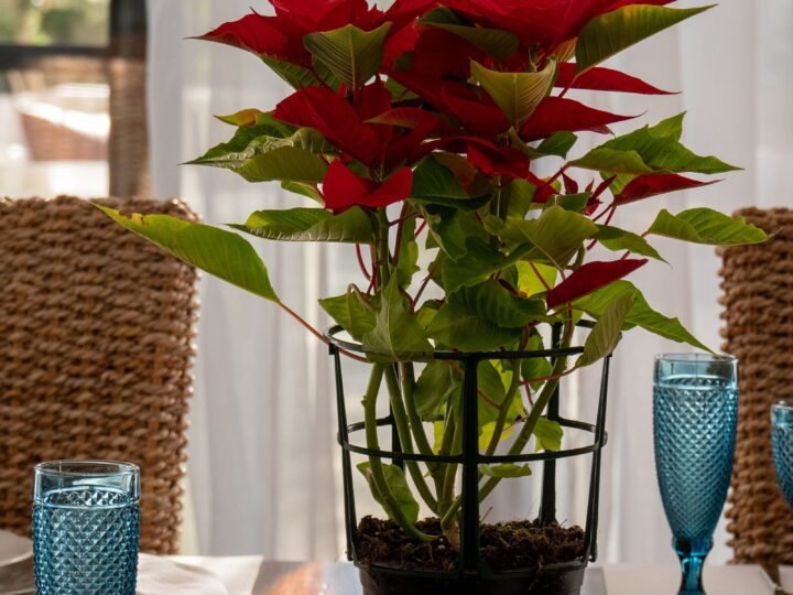 Poinsettia Care: How to Keep It Alive Past Christmas