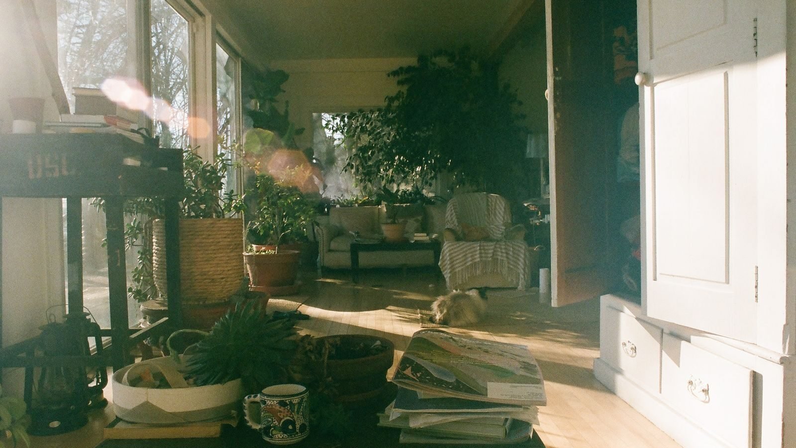 Cozy living room filled with green houseplants