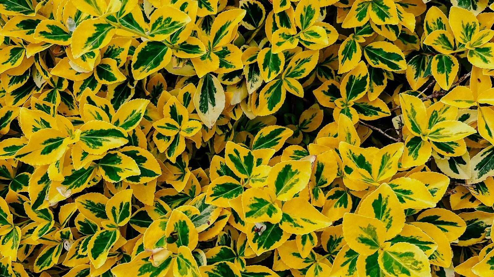 Houseplant leaves turning from green to yellow