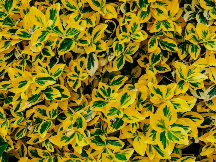 Yellow Leaves on Plants: 9 Causes and How to Fix Each One