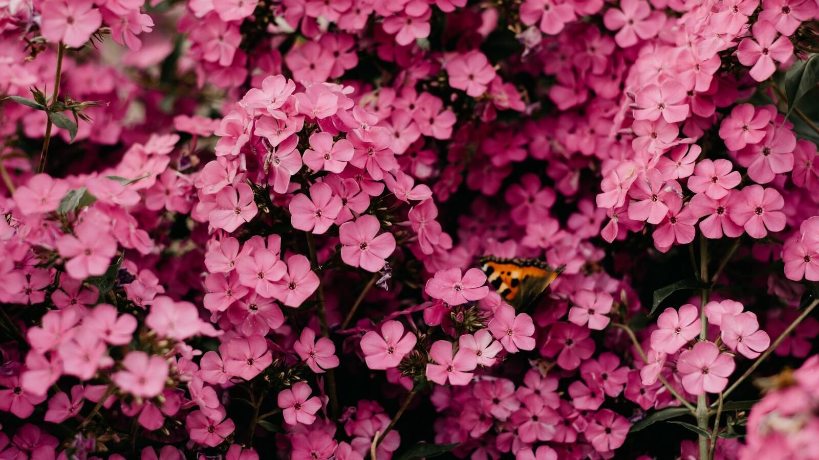 Bright pink holiday flowers in close-up