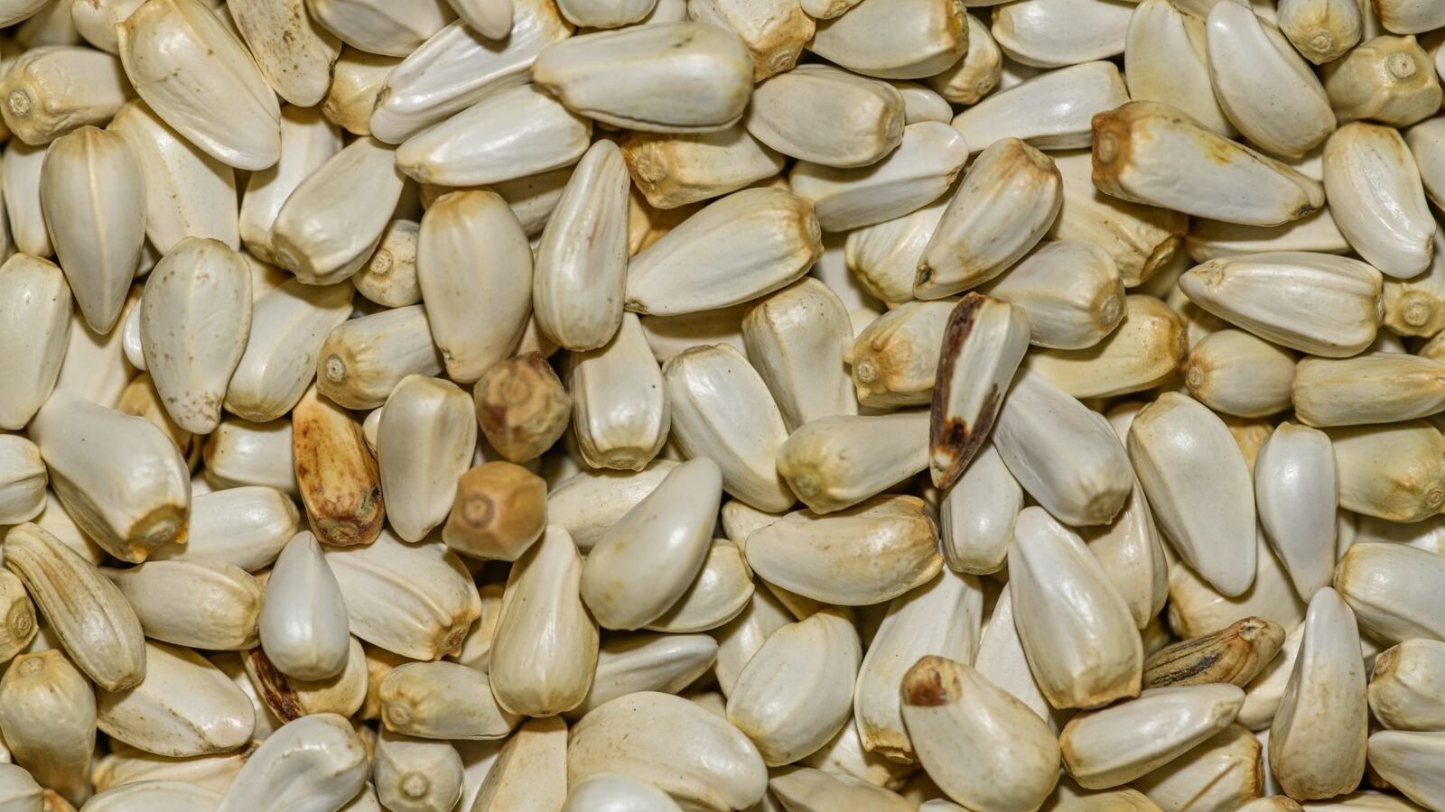 Whole garlic bulbs and cloves ready for fall planting