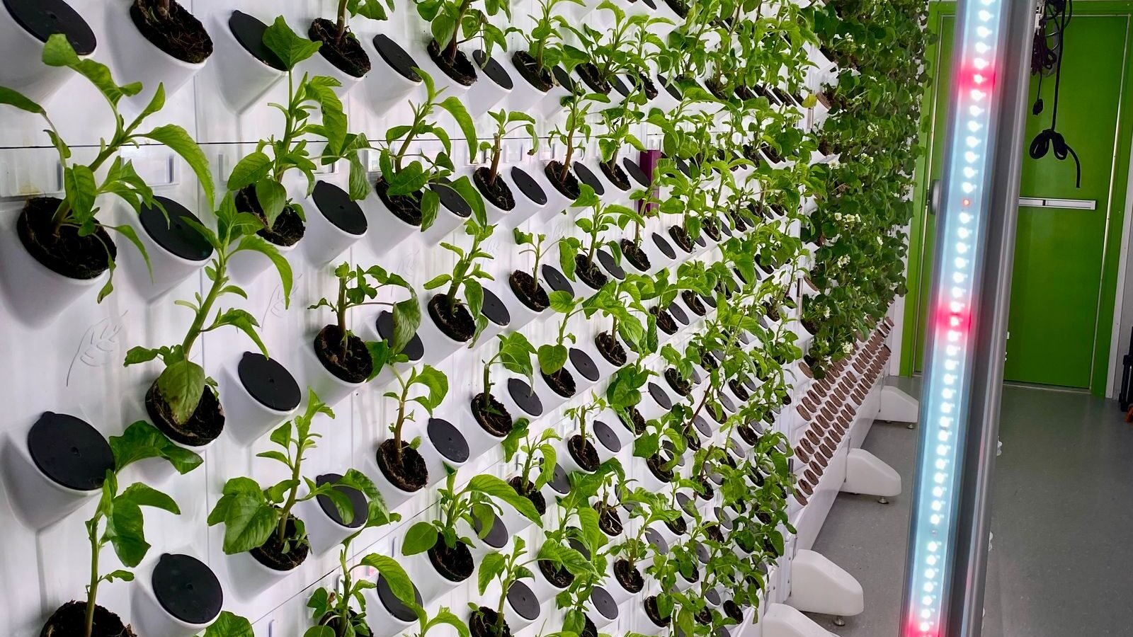 Vertical hydroponic garden growing leafy greens indoors