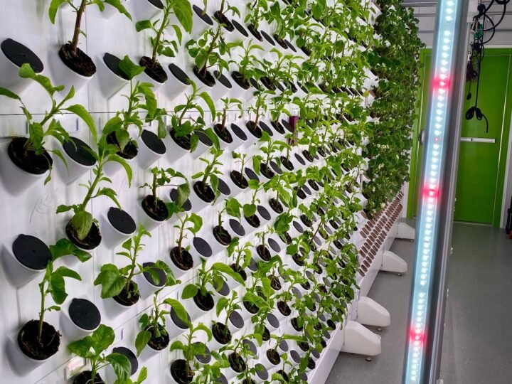 Hydroponics for Beginners: Grow Fresh Herbs Indoors All Year