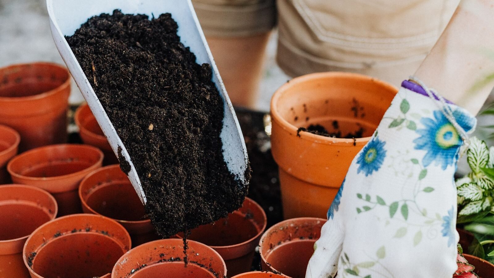 Hands filling small plant pots with fresh potting soil