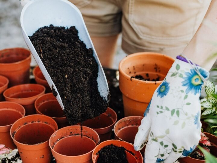 Fungus Gnats: How to Get Rid of Them for Good