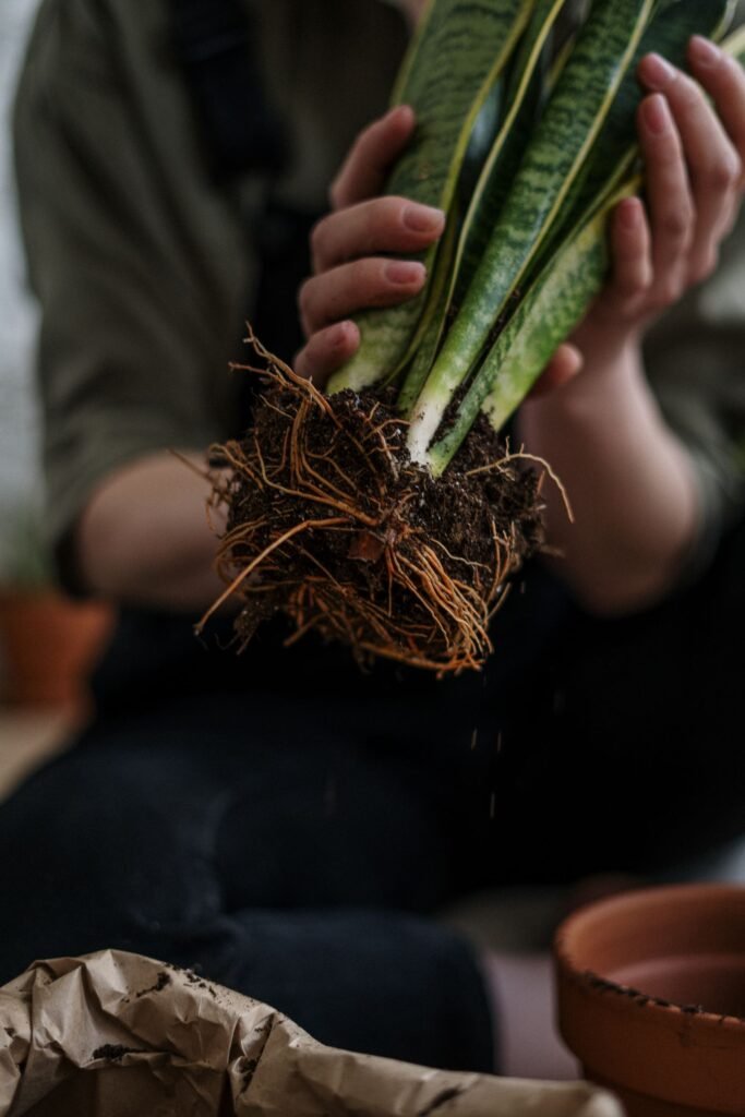 Overwatering and root rot
