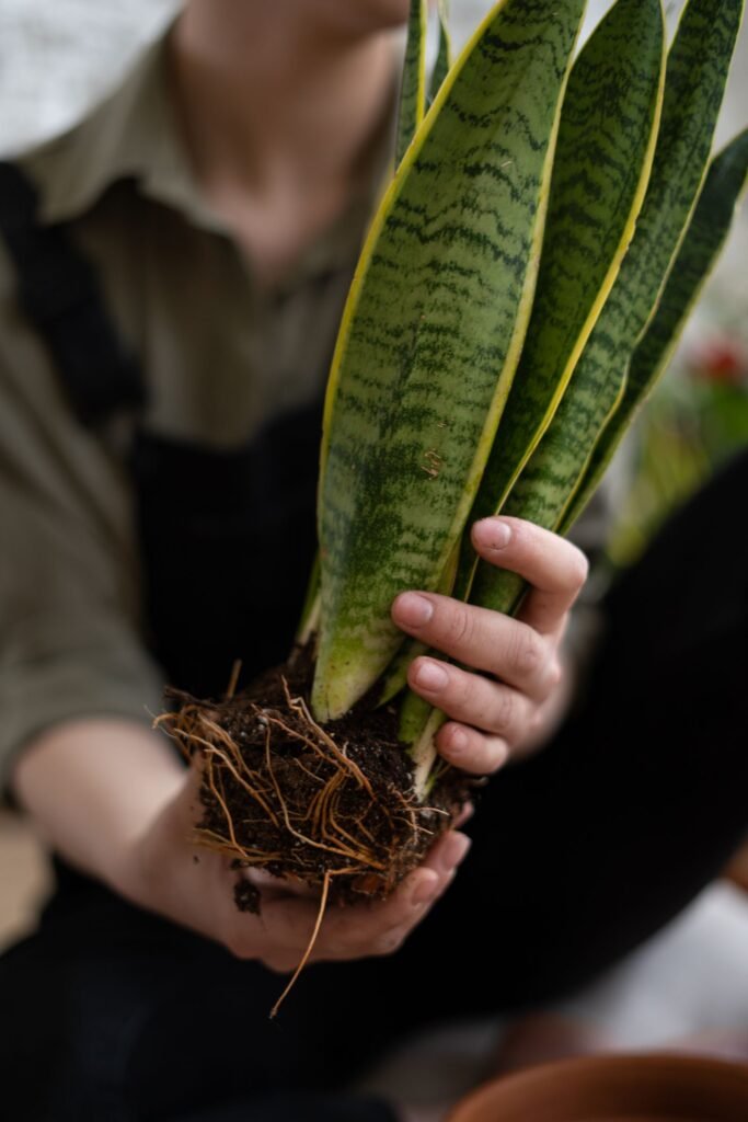 How to save a snake plant with root rot