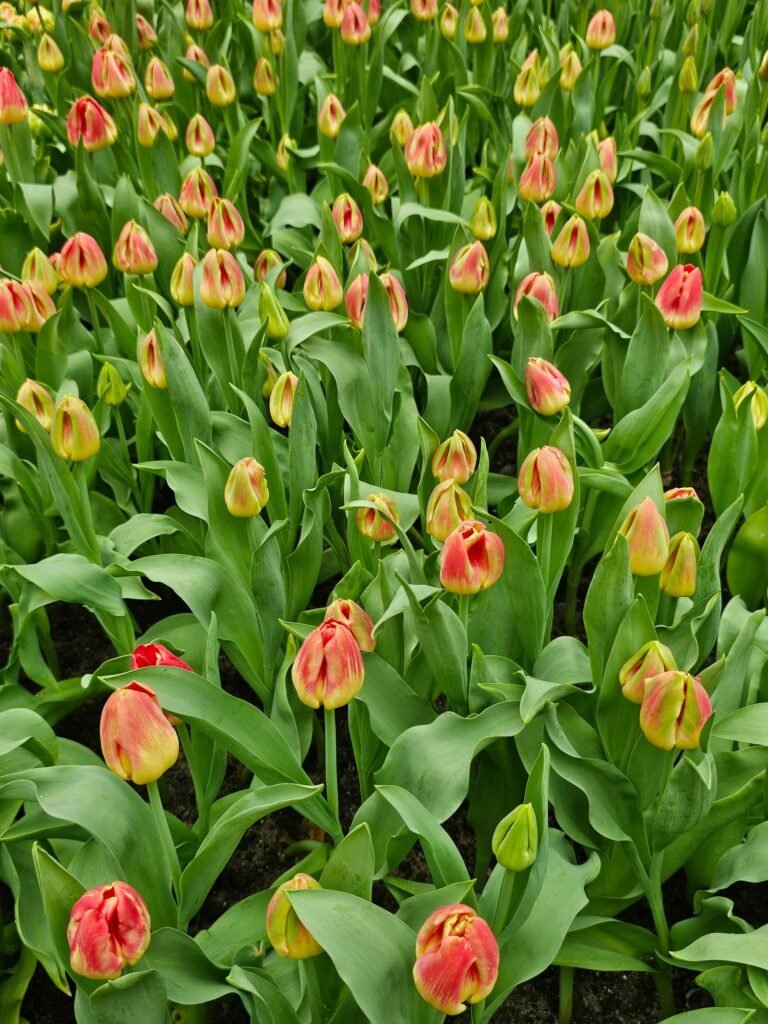 Tulips that come back: Darwin hybrids